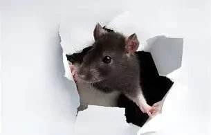 Rodent Control — Texas Shield Pest Control